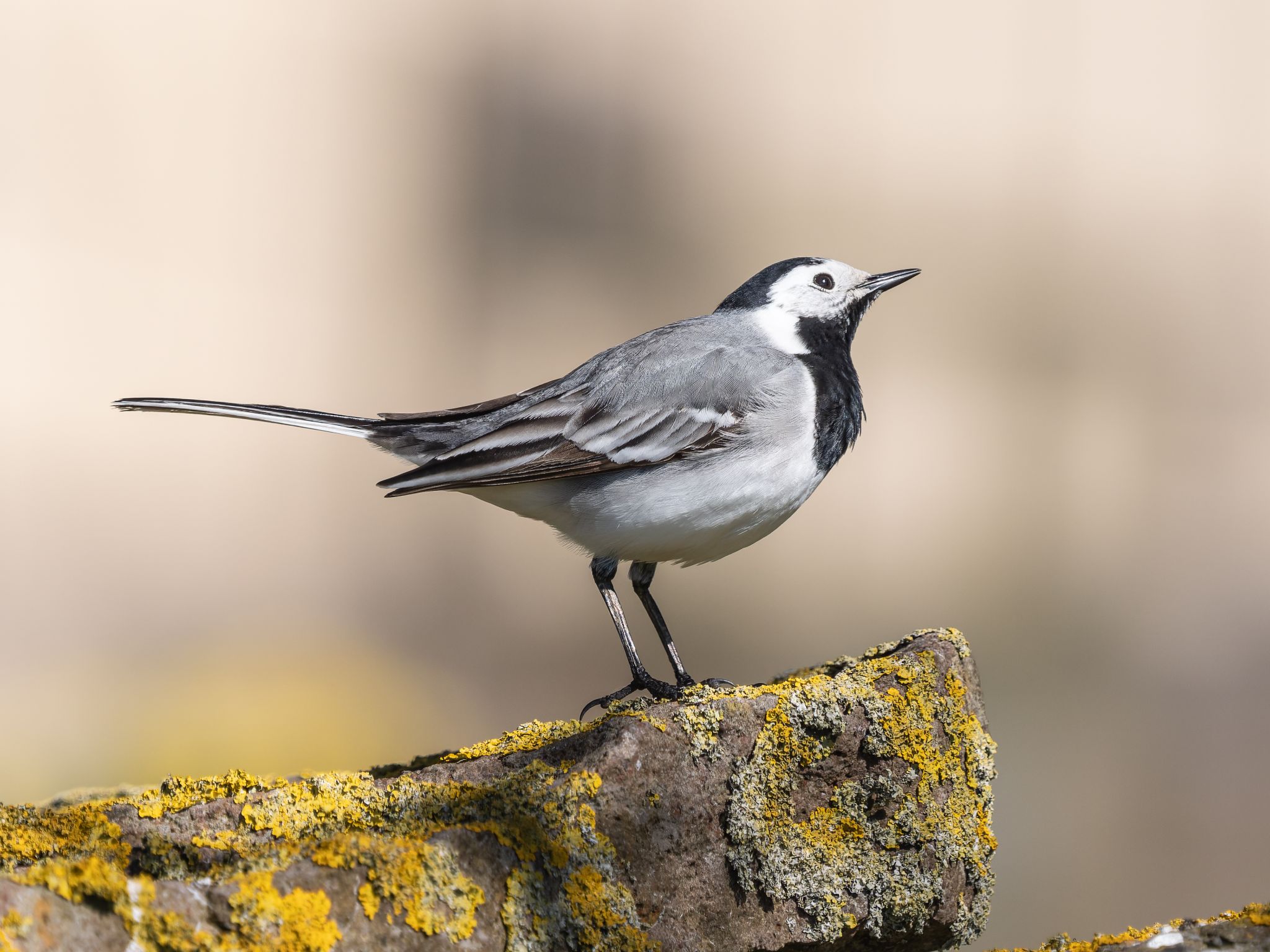 311 260424 1456 H  1HR3187 DxO DeepPRIME 3